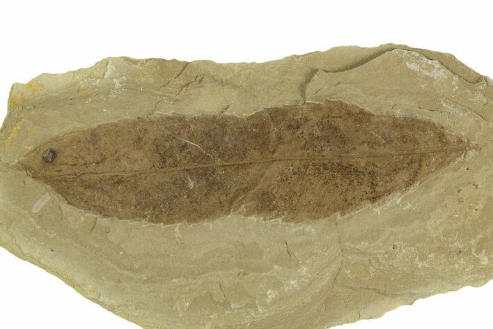 Detailed Fossil Leaf (Allophylus) - Green River Formation, Utah #331862